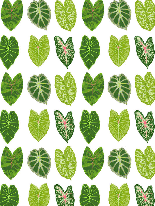 Elephant Ears Leaves Gift Wrap